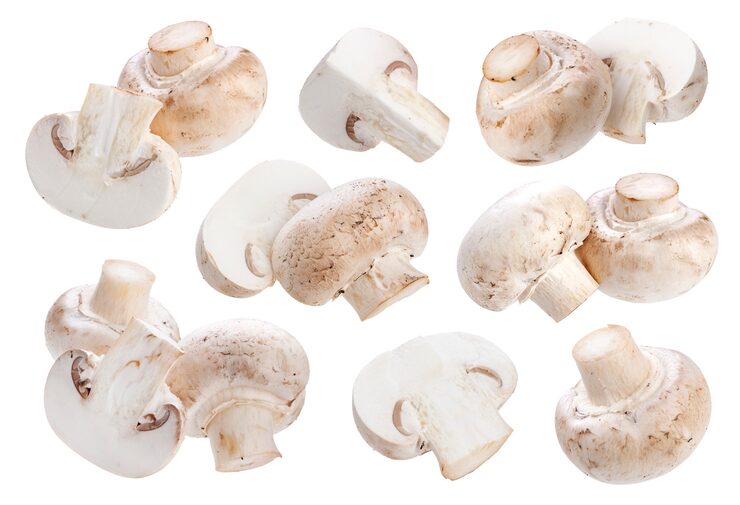 Darshan Farmers Mushroom Spawn Seeds