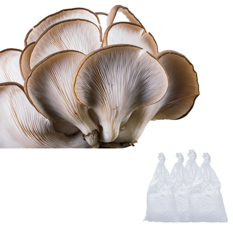 HU-Grey Oyster Spawn