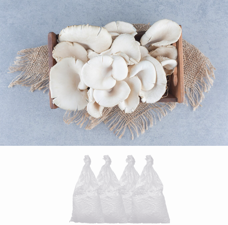 Organic Oyster Mushroom Spawn