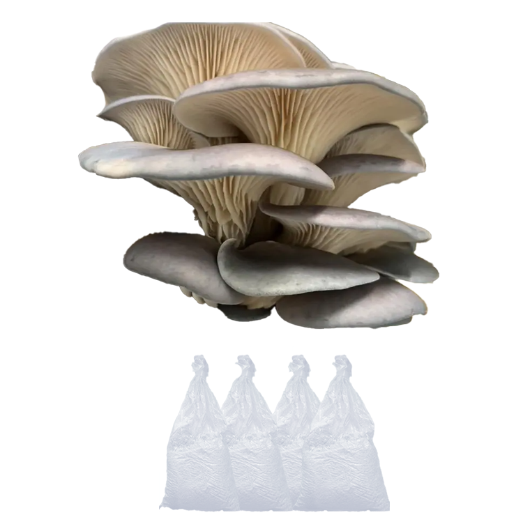 Sajorcaju Oyster Mushroom Spawn