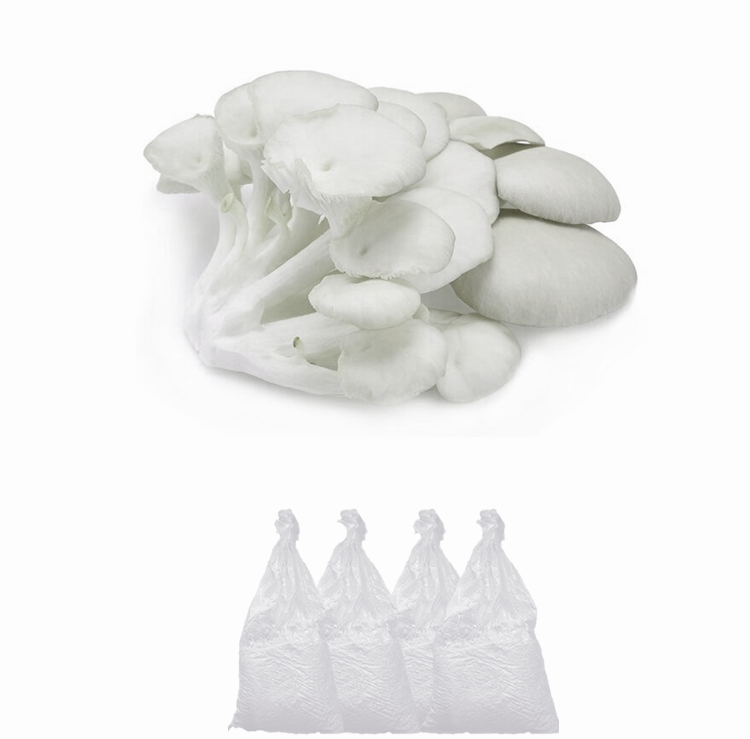 White Oyster mushroom