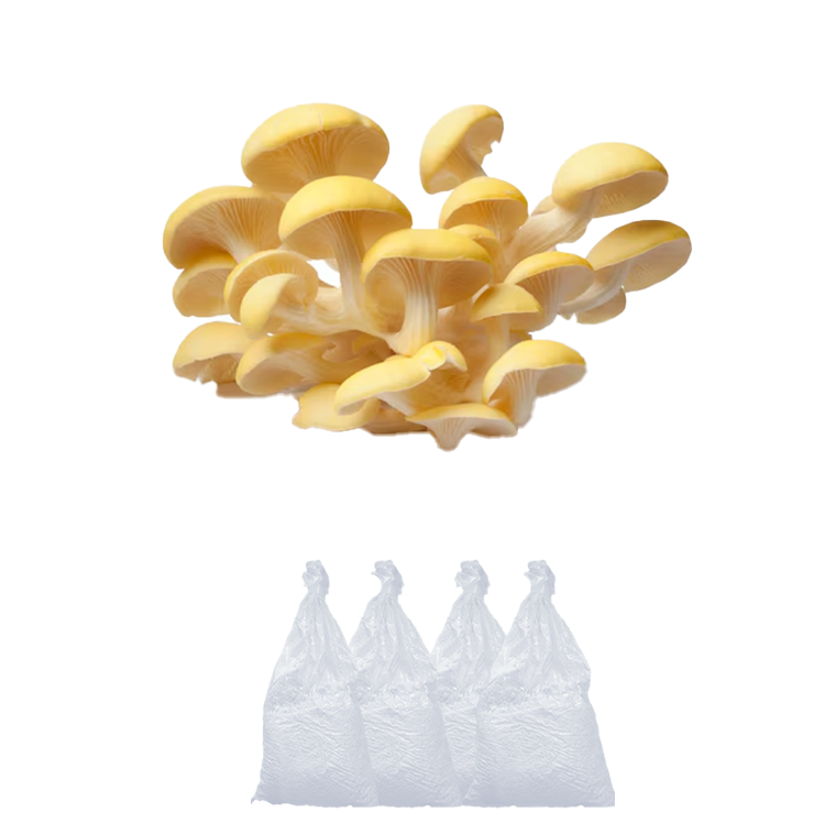 yellow oyster mushrooms